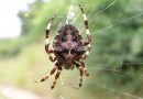 Araneus angulatus ©  Pandion Wild Tours